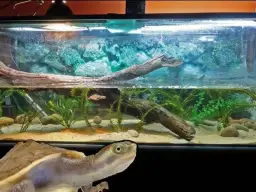 Jakie akwarium dla żółwia – wybierz idealne miejsce dla swojego pupila