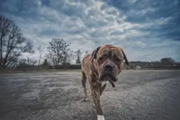 Ile kosztuje doba w hotelu dla psa? Sprawdź ceny i usługi