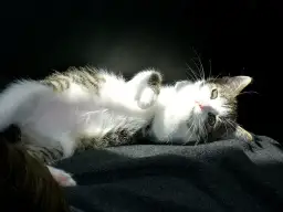 Objawy rui u kotki: Jak rozpoznać, co może zaniepokoić?