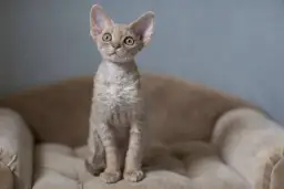 Gdzie znaleźć koty Devon Rex w Zachodniopomorskiem – najlepsze hodowle