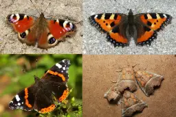 Gdzie zimują motyle - fascynujące sposoby przetrwania zimy w Polsce