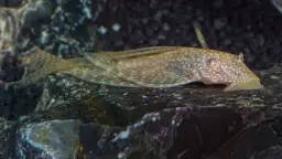 Ile glonojadów do akwarium 60l? Sprawdź, jak uniknąć błędów