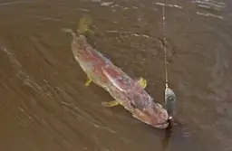 Szczupak złowiony na błystkę obrotową w brązowej wodzie.