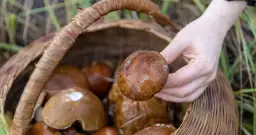 Gdzie na grzyby w Kołobrzegu? Odkryj najlepsze lokalizacje na udane grzybobranie