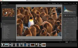 Darmowe presety Photoshop do edycji zdjęć pingwinów. Program Lightroom Classic pozwala na szybkie tworzenie unikalnych efektów.