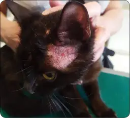 Gołe placki u kota: Przyczyny, objawy i skuteczne metody leczenia