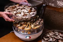 Suszarka do grzybów z porcjami borowików. Zastanawiasz się, ile prądu zużywa suszarka do grzybów? To urządzenie jest energooszczędne.