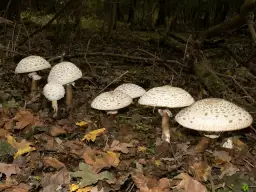 Kania czerwieniejąca: Czubajka czerwieniejąca a kania