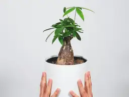 Jak kwitnie pachira i co zrobić, aby jej kwiaty zachwycały