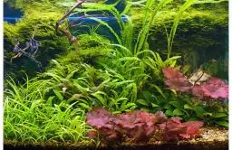 Jakie rośliny do akwarium wybrać, by uniknąć problemów z pielęgnacją