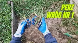 Co siać na perz, aby skutecznie zwalczyć uciążliwe chwasty?