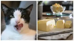 Czy koty mogą jeść masło? Dowiedz się, co może zaszkodzić Twojemu kotu