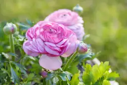 Dwa różowe jaskry z pąkami na zielonym tle.