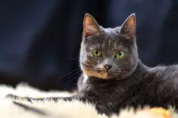 Sterylizacja kotki w rui: czy to bezpieczne? Co mówi weterynarz?