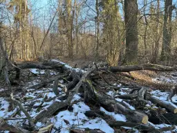 Zbieranie drewna w lesie: Kiedy to kradzież? Prawo 2026