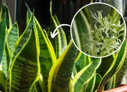Czy sansewieria kwitnie w domu? Odkryj rzadkie warunki kwitnienia