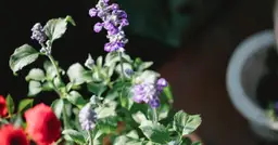 Ozdobne doniczki do ogrodu - jak wybrać idealne dla Twojego ogrodu?