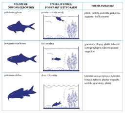 Jaki pokarm dla rybek? Kompletny przewodnik dla akwarysty
