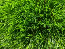 Sztuczna trawa: Rodzaje, zastosowania i najlepsze opcje