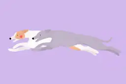 Dwa charty pędzą z niesamowitą gracją. Widać, jak szybko biega pies, gdy jego ciało wyciąga się w locie.