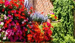 Kwiaty na balkon: Praktyczny przewodnik po gatunkach i pielęgnacji