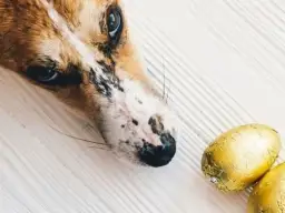 Pies zjadł czekoladę? Natychmiastowy plan działania i objawy zatrucia