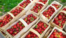 Kiedy sezon na truskawki? Sprawdź, kiedy najlepiej je kupić