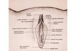 Labioplastyka nfz gdzie: Jak uzyskać refundację i uniknąć bólu