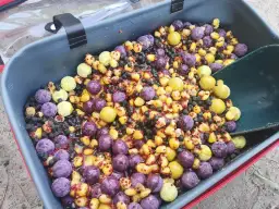 Skuteczna zanęta na karpia: przepisy DIY i gotowe mieszanki