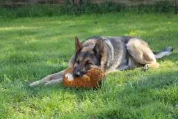 Ile kosztuje szkolenie owczarka niemieckiego? Sprawdź ceny 2024