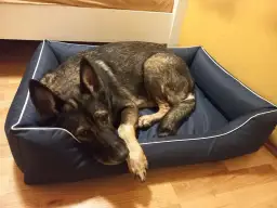 Gdzie w domu najlepiej umieścić legowisko dla psa? Praktyczne wskazówki dla właścicieli czworonogów