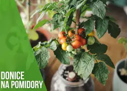 Jaką donicę do pomidorów wybrać, aby uniknąć problemów w uprawie?