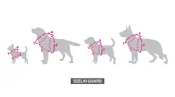 Szelki dla psa: Jak założyć, by były wygodne i bezpieczne?