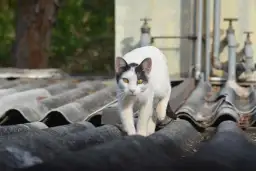 Ceny kotów afrodyty czarno białe - co wpływa na ich wartość?