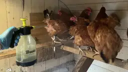 Pchły w kurniku: Jak skutecznie zwalczać i eliminować te szkodniki?