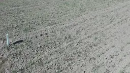 Jaki nawóz pod siew pszenicy jarej, aby uniknąć problemów z plonami?