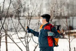 Mężczyzna w masce i okularach ochronnych opryskuje drzewa w czysta zima. Przygotowuje sad do wiosny.