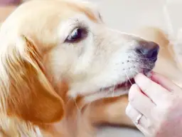 Czy pies może jeść pasztet? Poznaj ryzyko i bezpieczne zamienniki