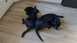 Dlaczego dom bez psa jest tylko zwykłym mieszkaniem: prawda o więzi z psem