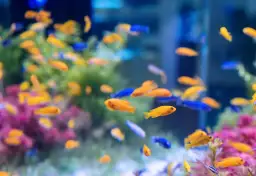 Jak obniżyć twardość wody w akwarium i zadbać o zdrowie ryb
