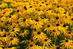 Kwiaty zimujące w gruncie: 7 gatunków i porady pielęgnacyjne