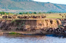 Stado gnu na brzegu rzeki w najczęściej odwiedzanym rezerwacie Kenii.