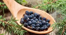 Jałowiec napój – poznaj jego zdrowotne właściwości i smaki