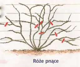 Róże pnące: cięcie Climberów i Ramblerów kiedy i jak przycinać?