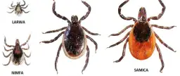 Zdjęcie przedstawia kleszcze w różnych stadiach rozwoju: larwę, nimfę i samicę.