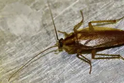 Prusaki jak się rozmnażają – poznaj ich szybki cykl życia i zagrożenia