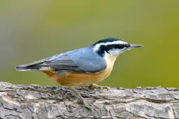 Ptaki zimujące w Polsce: gatunki, zwyczaje i jak im pomóc przetrwać zimę