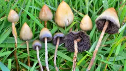 Grzyby psylocybinowe Polska: Gdzie i kiedy szukać łysiczki?