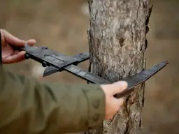 Dłoń mierzy obwód drzewa suwmiarką.