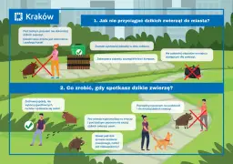 Kraków: nie dokarmiaj dzików, zabezpieczaj śmieci. Gdy spotkasz dzika, zachowaj spokój. Parytet co to znaczy? Równość w traktowaniu ludzi i zwierząt.